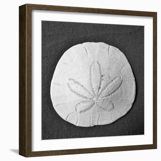 Sun Dollar II-Jairo Rodriguez-Framed Photographic Print