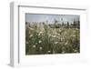 Sun Drenched III-Elizabeth Urquhart-Framed Photographic Print