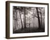 Sun Filters-Brett Aniballi-Framed Art Print