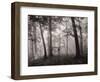 Sun Filters-Brett Aniballi-Framed Art Print