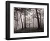 Sun Filters-Brett Aniballi-Framed Art Print