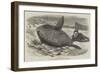 Sun-Fish Captured at Catalan Bay, Gibraltar-William Henry Pike-Framed Giclee Print