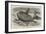 Sun-Fish Captured at Catalan Bay, Gibraltar-William Henry Pike-Framed Giclee Print