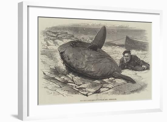 Sun-Fish Captured at Catalan Bay, Gibraltar-William Henry Pike-Framed Giclee Print