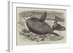 Sun-Fish Captured at Catalan Bay, Gibraltar-William Henry Pike-Framed Giclee Print