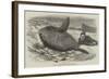 Sun-Fish Captured at Catalan Bay, Gibraltar-William Henry Pike-Framed Giclee Print