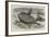 Sun-Fish Captured at Catalan Bay, Gibraltar-William Henry Pike-Framed Giclee Print