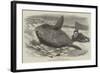 Sun-Fish Captured at Catalan Bay, Gibraltar-William Henry Pike-Framed Giclee Print