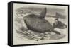 Sun-Fish Captured at Catalan Bay, Gibraltar-William Henry Pike-Framed Stretched Canvas