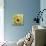 Sun Flower Art-Ata Alishahi-Giclee Print displayed on a wall