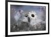 Sun Flower-Karin Connolly-Framed Premium Giclee Print