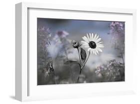 Sun Flower-Karin Connolly-Framed Art Print