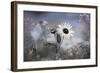 Sun Flower-Karin Connolly-Framed Art Print