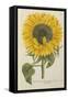 Sun Flower-Johann Wilhelm Weinmann-Framed Stretched Canvas