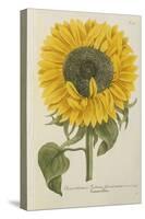 Sun Flower-Johann Wilhelm Weinmann-Stretched Canvas