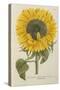 Sun Flower-Johann Wilhelm Weinmann-Stretched Canvas