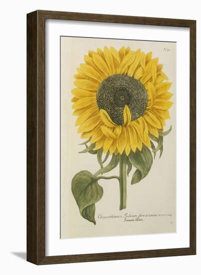 Sun Flower-Johann Wilhelm Weinmann-Framed Giclee Print