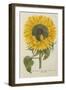 Sun Flower-Johann Wilhelm Weinmann-Framed Giclee Print