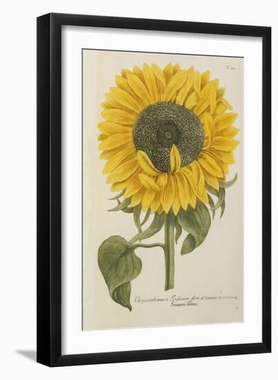 Sun Flower-Johann Wilhelm Weinmann-Framed Giclee Print