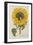 Sun Flower-Johann Wilhelm Weinmann-Framed Giclee Print