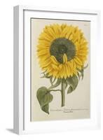 Sun Flower-Johann Wilhelm Weinmann-Framed Giclee Print