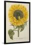 Sun Flower-Johann Wilhelm Weinmann-Framed Giclee Print