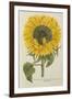 Sun Flower-Johann Wilhelm Weinmann-Framed Giclee Print