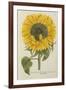 Sun Flower-Johann Wilhelm Weinmann-Framed Giclee Print