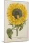 Sun Flower-Johann Wilhelm Weinmann-Mounted Giclee Print