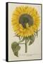 Sun Flower-Johann Wilhelm Weinmann-Framed Stretched Canvas