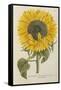 Sun Flower-Johann Wilhelm Weinmann-Framed Stretched Canvas