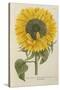 Sun Flower-Johann Wilhelm Weinmann-Stretched Canvas