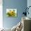 Sun Flowers And Green Vine Bouquet with Green Mountain Tops-null-Photographic Print displayed on a wall