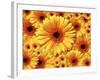 Sun flowers-Matthias Kulka-Framed Giclee Print