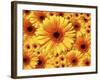 Sun flowers-Matthias Kulka-Framed Giclee Print