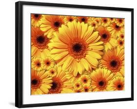 Sun flowers-Matthias Kulka-Framed Giclee Print