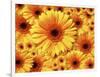 Sun flowers-Matthias Kulka-Framed Giclee Print