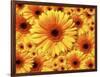 Sun flowers-Matthias Kulka-Framed Giclee Print