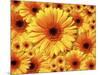 Sun flowers-Matthias Kulka-Mounted Giclee Print