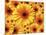 Sun flowers-Matthias Kulka-Mounted Giclee Print