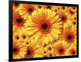 Sun flowers-Matthias Kulka-Framed Giclee Print