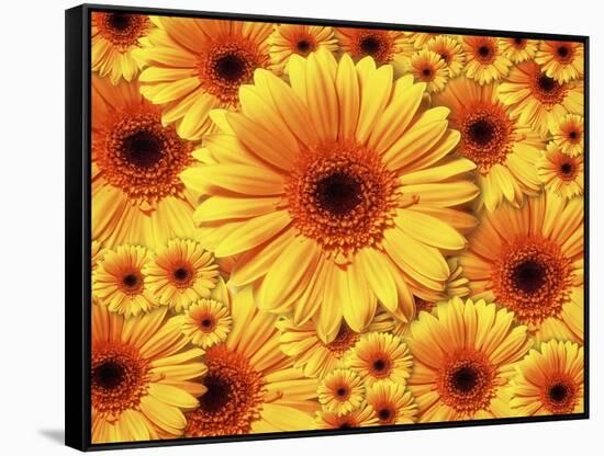 Sun flowers-Matthias Kulka-Framed Stretched Canvas