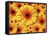 Sun flowers-Matthias Kulka-Framed Stretched Canvas