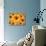 Sun flowers-Matthias Kulka-Stretched Canvas displayed on a wall