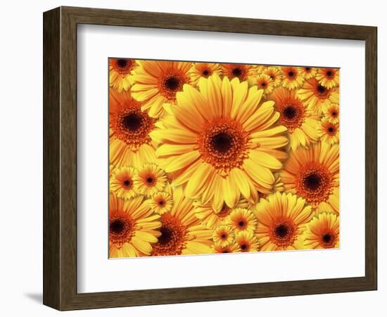 Sun flowers-Matthias Kulka-Framed Giclee Print