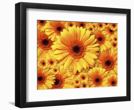 Sun flowers-Matthias Kulka-Framed Giclee Print