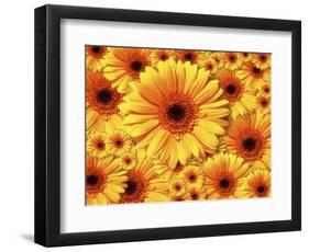 Sun flowers-Matthias Kulka-Framed Giclee Print