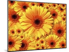 Sun flowers-Matthias Kulka-Mounted Giclee Print