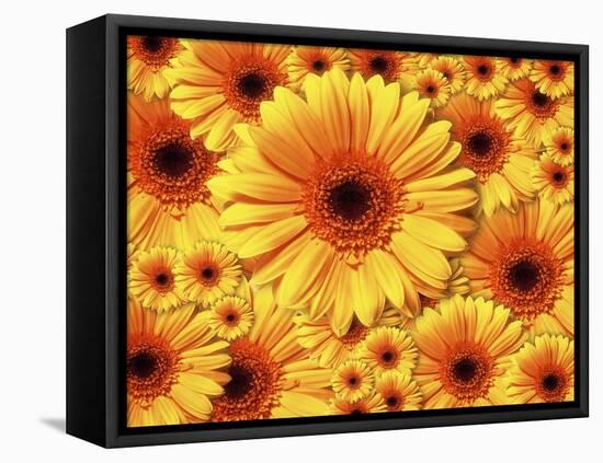 Sun flowers-Matthias Kulka-Framed Stretched Canvas