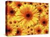 Sun flowers-Matthias Kulka-Stretched Canvas